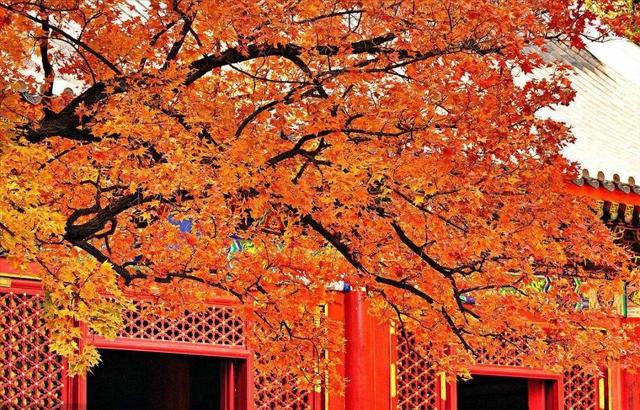 楓葉紅了,裝點滿山景色