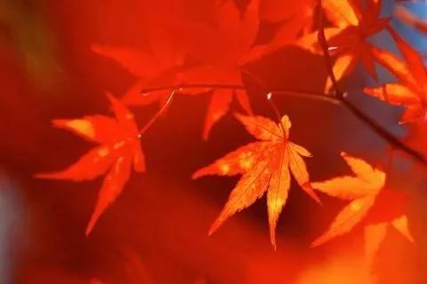 楓葉紅了,裝點滿山景色