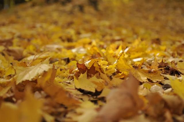 秋意盎然微微聲